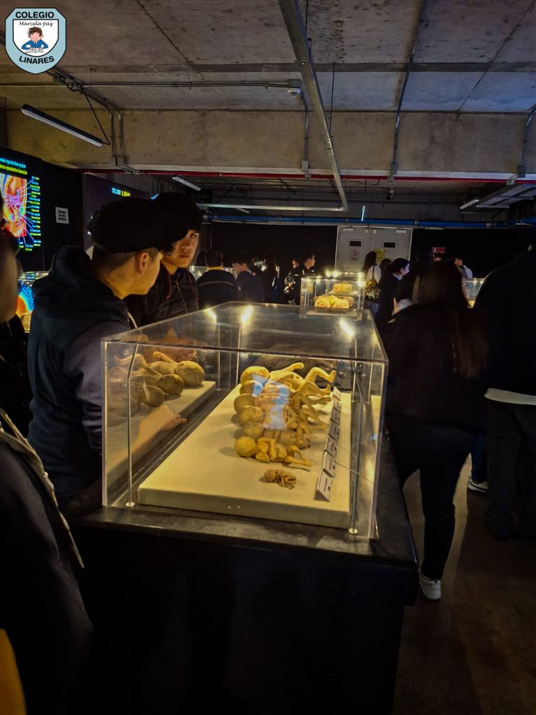 ๐๐ฎ๐๐ฌ๐ญ๐ซ๐จ๐ฌ ๐๐ฌ๐ญ๐ฎ๐๐ข๐๐ง๐ญ๐๐ฌ ๐๐ ๐ยฐ ๐ฒ ๐ยฐ ๐๐งฬ๐จ ๐ญ๐ฎ๐ฏ๐ข๐๐ซ๐จ๐ง ๐ฎ๐ง๐ ๐๐ฑ๐ฉ๐๐ซ๐ข๐๐ง๐๐ข๐ ๐ฎฬ๐ง๐ข๐๐ img 20251029 wa0048