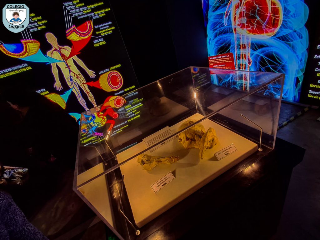 ๐๐ฎ๐๐ฌ๐ญ๐ซ๐จ๐ฌ ๐๐ฌ๐ญ๐ฎ๐๐ข๐๐ง๐ญ๐๐ฌ ๐๐ ๐ยฐ ๐ฒ ๐ยฐ ๐๐งฬ๐จ ๐ญ๐ฎ๐ฏ๐ข๐๐ซ๐จ๐ง ๐ฎ๐ง๐ ๐๐ฑ๐ฉ๐๐ซ๐ข๐๐ง๐๐ข๐ ๐ฎฬ๐ง๐ข๐๐ img 20251029 wa0052