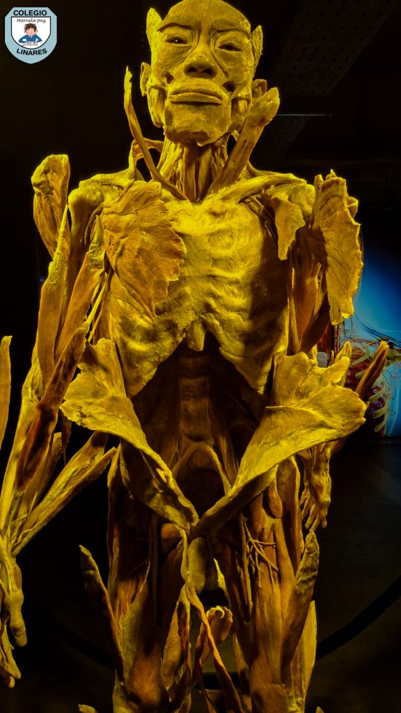 ๐๐ฎ๐๐ฌ๐ญ๐ซ๐จ๐ฌ ๐๐ฌ๐ญ๐ฎ๐๐ข๐๐ง๐ญ๐๐ฌ ๐๐ ๐ยฐ ๐ฒ ๐ยฐ ๐๐งฬ๐จ ๐ญ๐ฎ๐ฏ๐ข๐๐ซ๐จ๐ง ๐ฎ๐ง๐ ๐๐ฑ๐ฉ๐๐ซ๐ข๐๐ง๐๐ข๐ ๐ฎฬ๐ง๐ข๐๐ img 20251029 wa0058